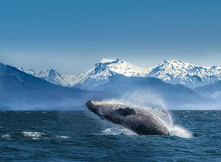 Alaska Cruise and Hotel Packages