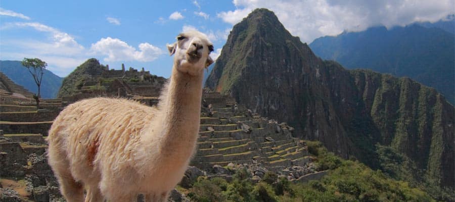 Alpaca in Machu Picchu on an Arica cruise
