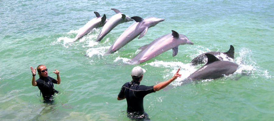 Dolphin Encounter in Belize