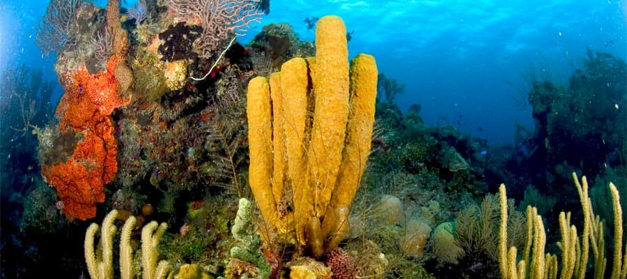 Colorful underwater scenery on your Caribbean cruise
