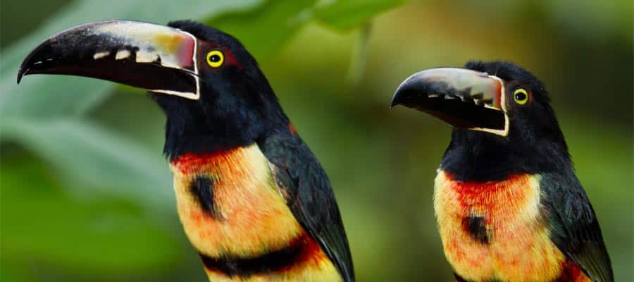 Toucans in Belize on your Caribbean cruise