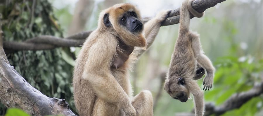 See Monkeys in Belize on your Caribbean cruise