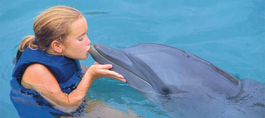 Dolphin Swim on your Caribbean cruise