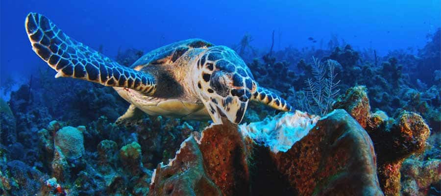Sea turtles on Caribbean cruises