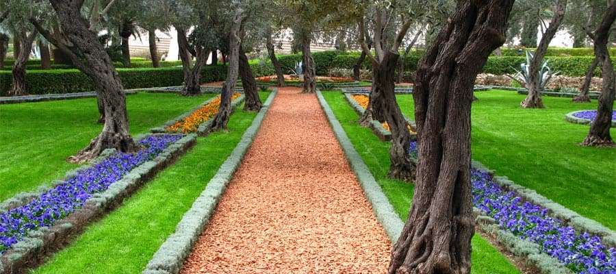 Olive tree garden of Baha'i Temple in Haifa
