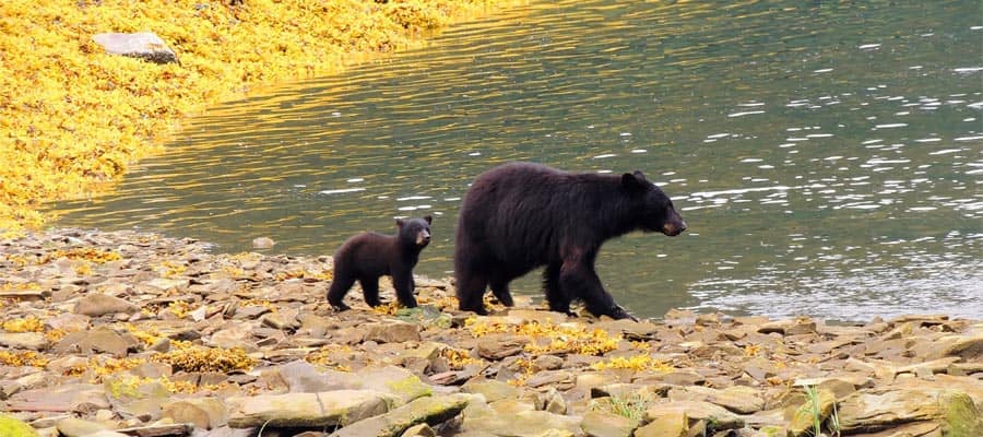 Black bear cub on your Alaska cruise