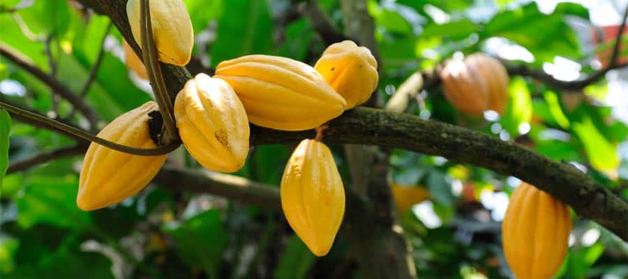 Cocoa Pods on a Panama Canal cruise