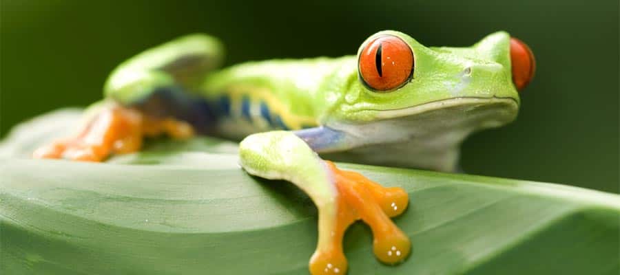 Red eyed green tree frog in Puerto Limon