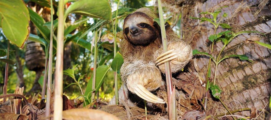 Three-toed sloth on a Puerto Limon cruise
