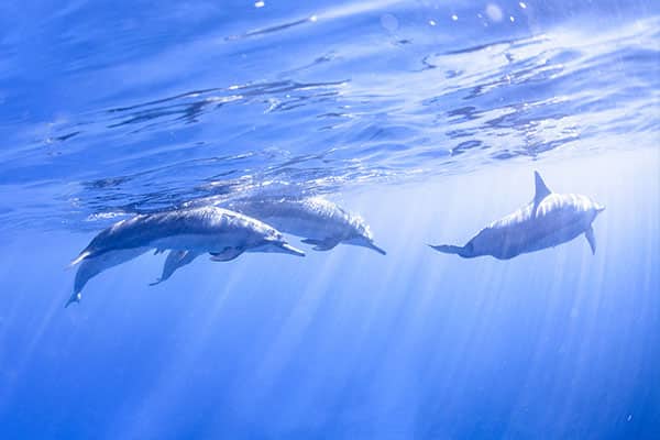 Swim with friendly dolphins on a Hawaii cruise