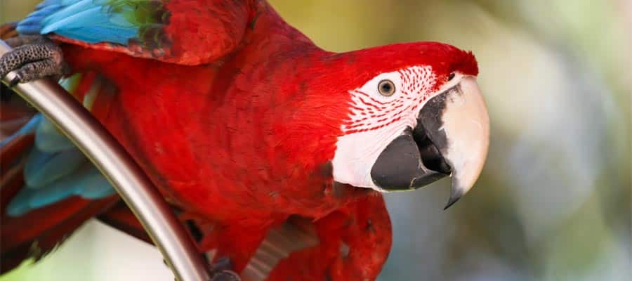 Bird watching on your Caribbean cruise
