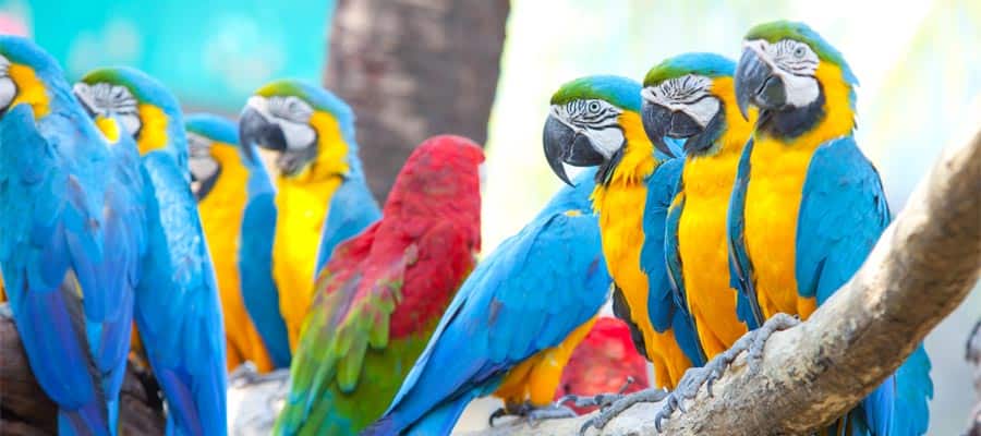 Beautiful scarlet macaws in Puntarenas