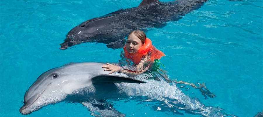 Swim with dolphins on our cruises from Los Angeles