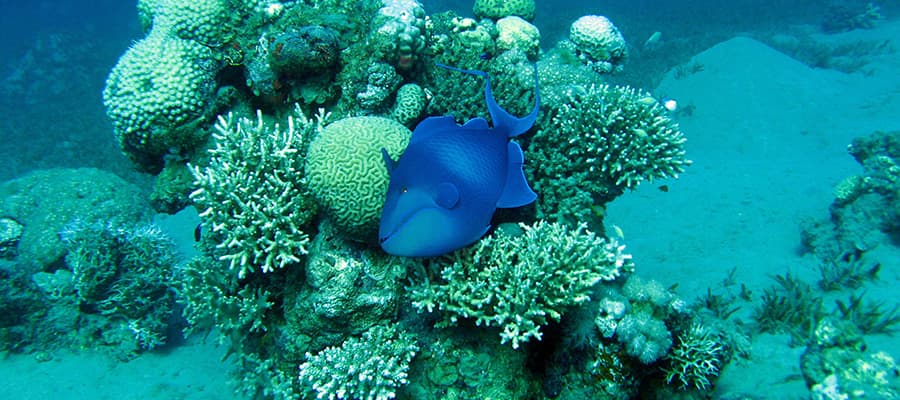 Redtooth triggerfish on coral reef on a Safaga Cruises