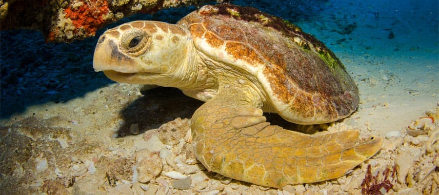 Sea Turtles on a Mexican Riviera cruise