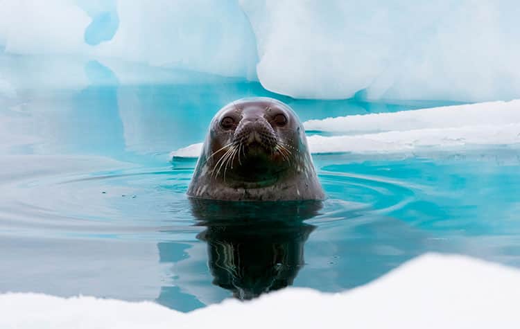 Come closer to Antarctica Wildlife on a cruise with Norwegian