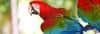 Oranjestad, Aruba - Red Parrots