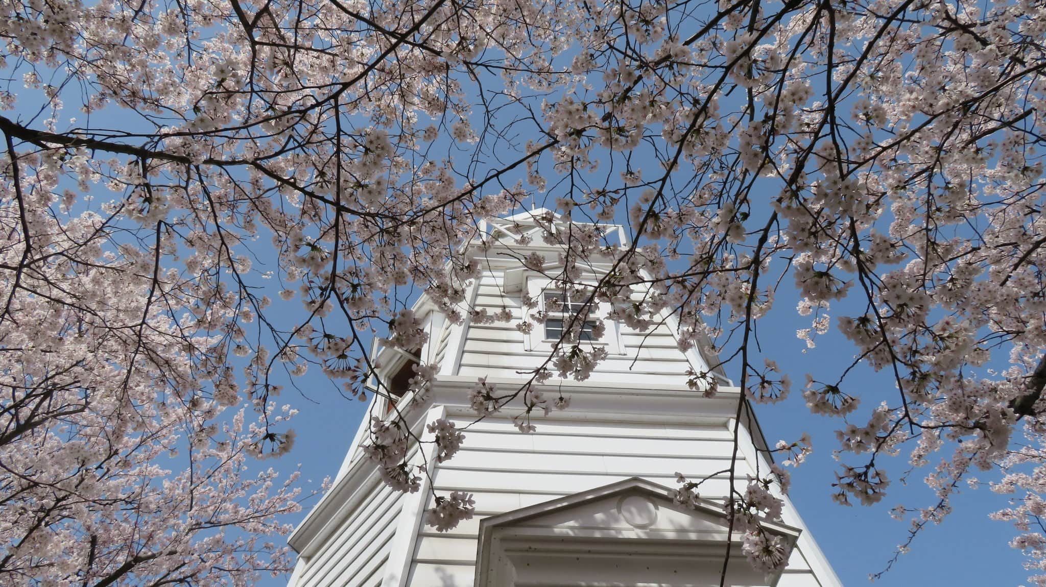 A view of the Sakaiminato lighthouse and cherry blossoms