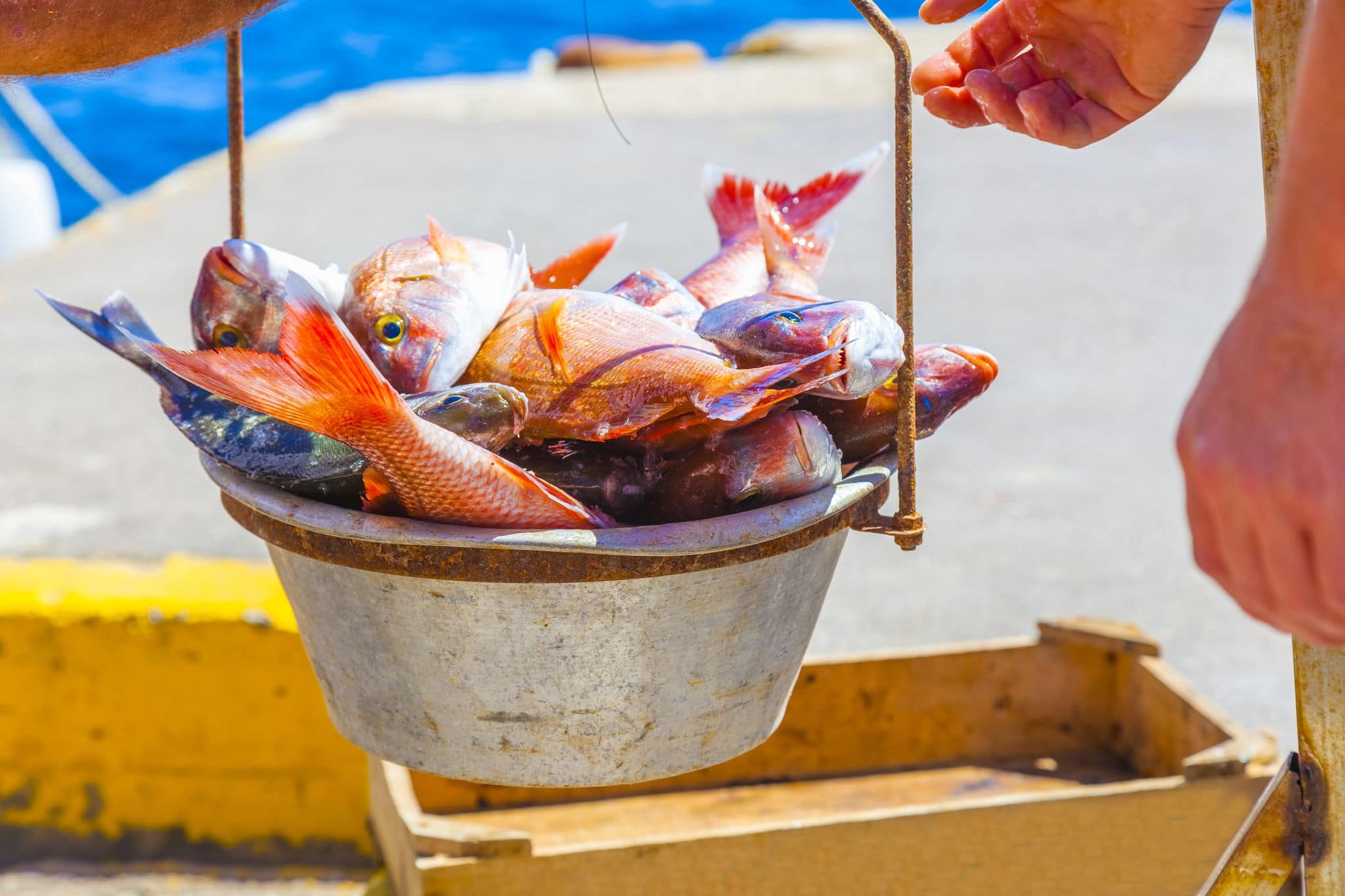 Greece santorini, fresh food from local fisherman