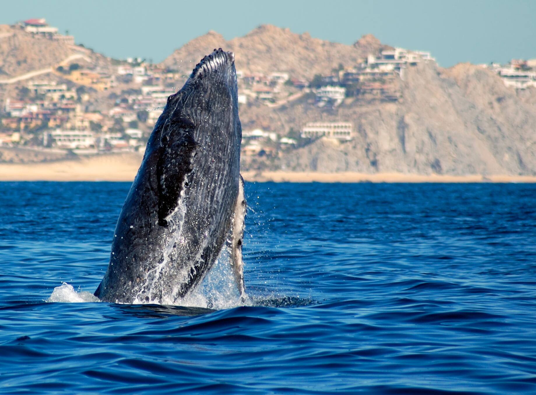 Whale watching in Cabo San Lucas