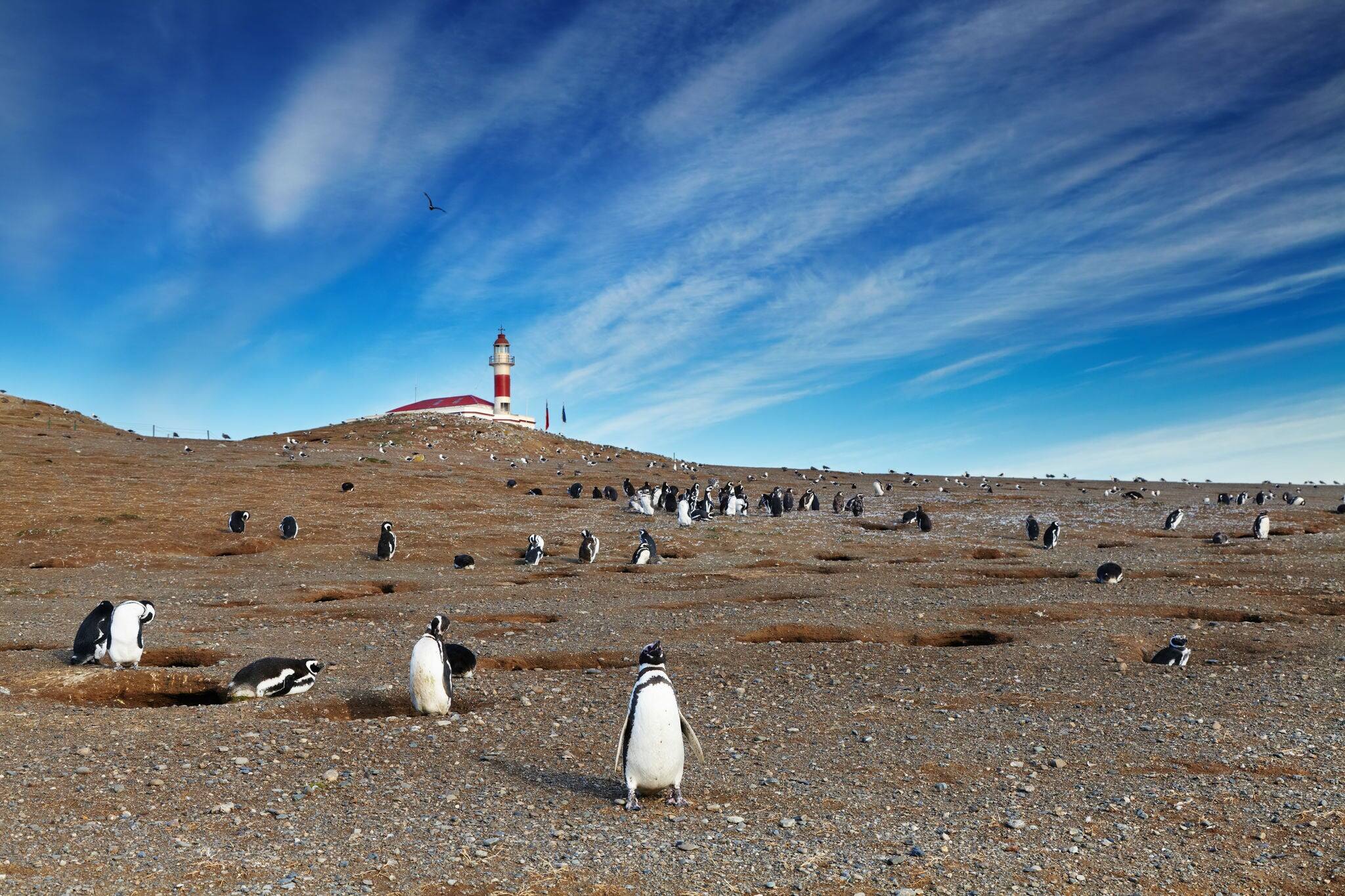 Colony of magellanic penguins on Magdalena island, Strait of Magellan, Chile