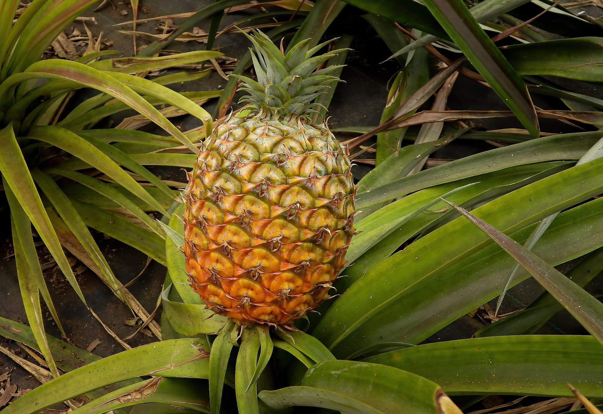 Pineapple bush on pineapple plantation in Ponta Delgada, Azores. 