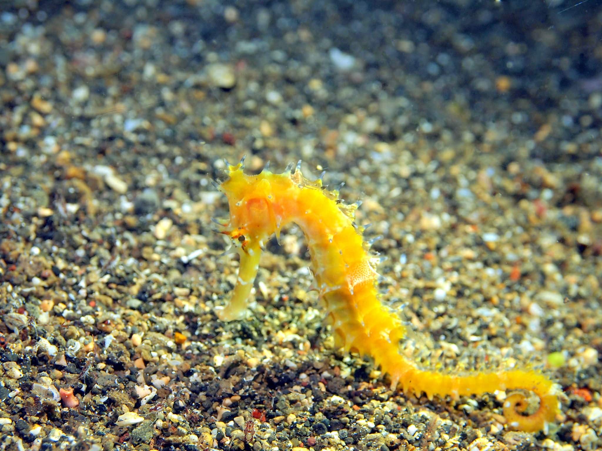 Yellow Thorny seahorse on simple sandy background