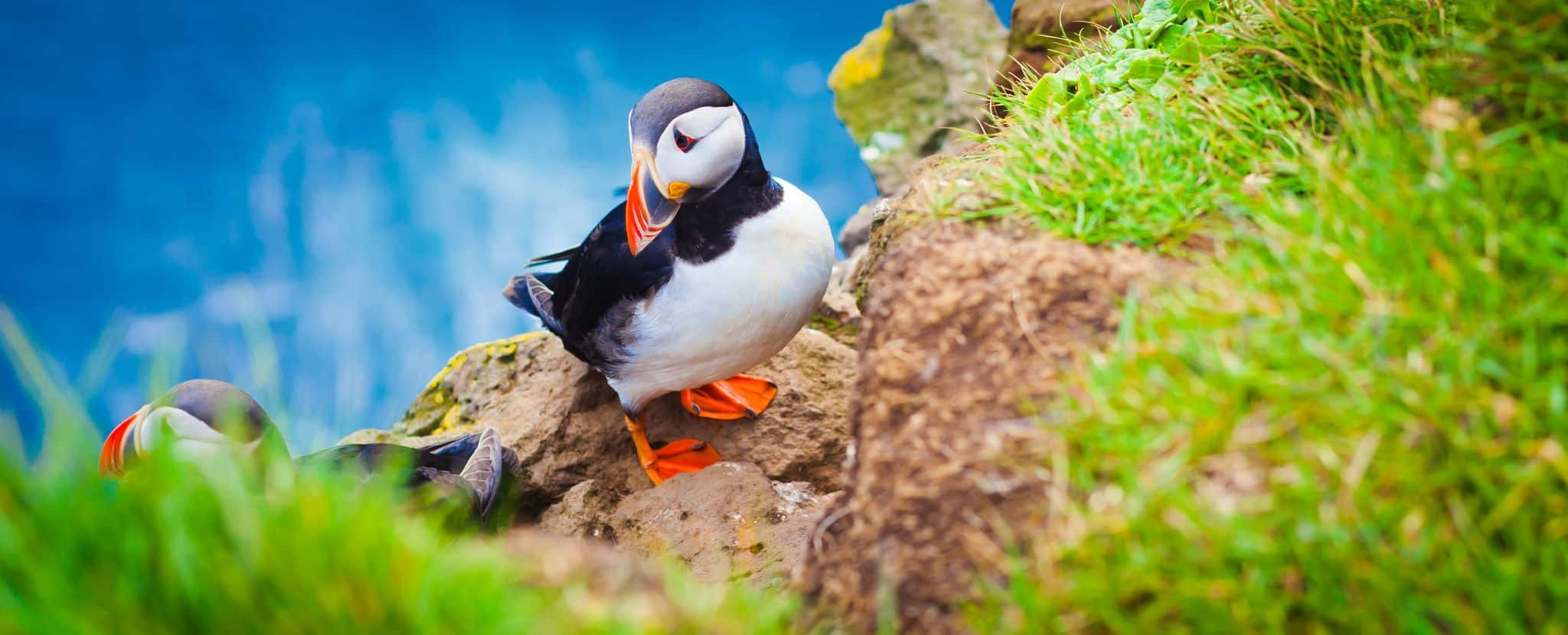 Beautiful Summer Picture of Icelandic Horned Puffin In Iceland, Latrabjarg cape