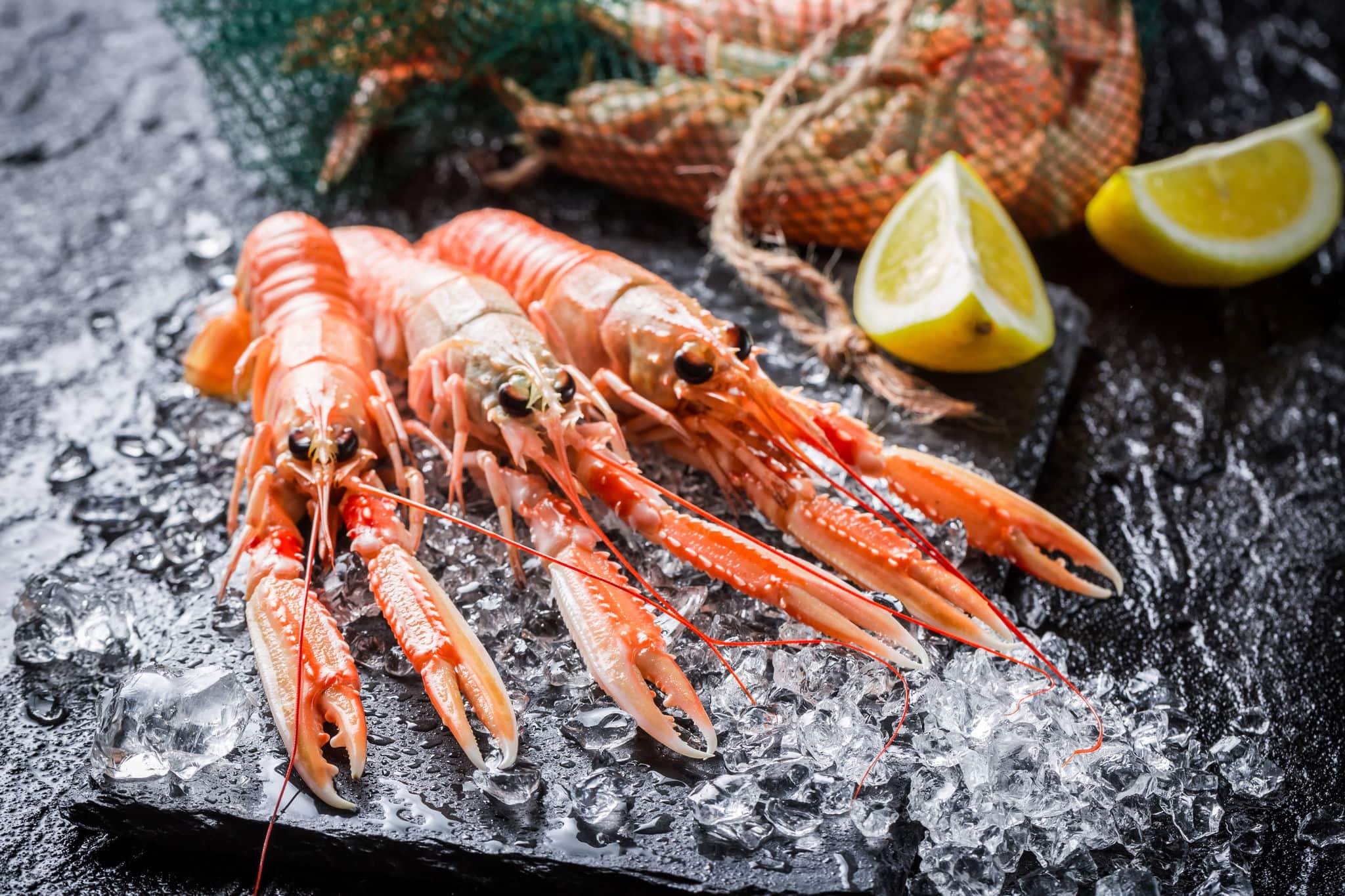 Fresh langoustines on crushed ice
