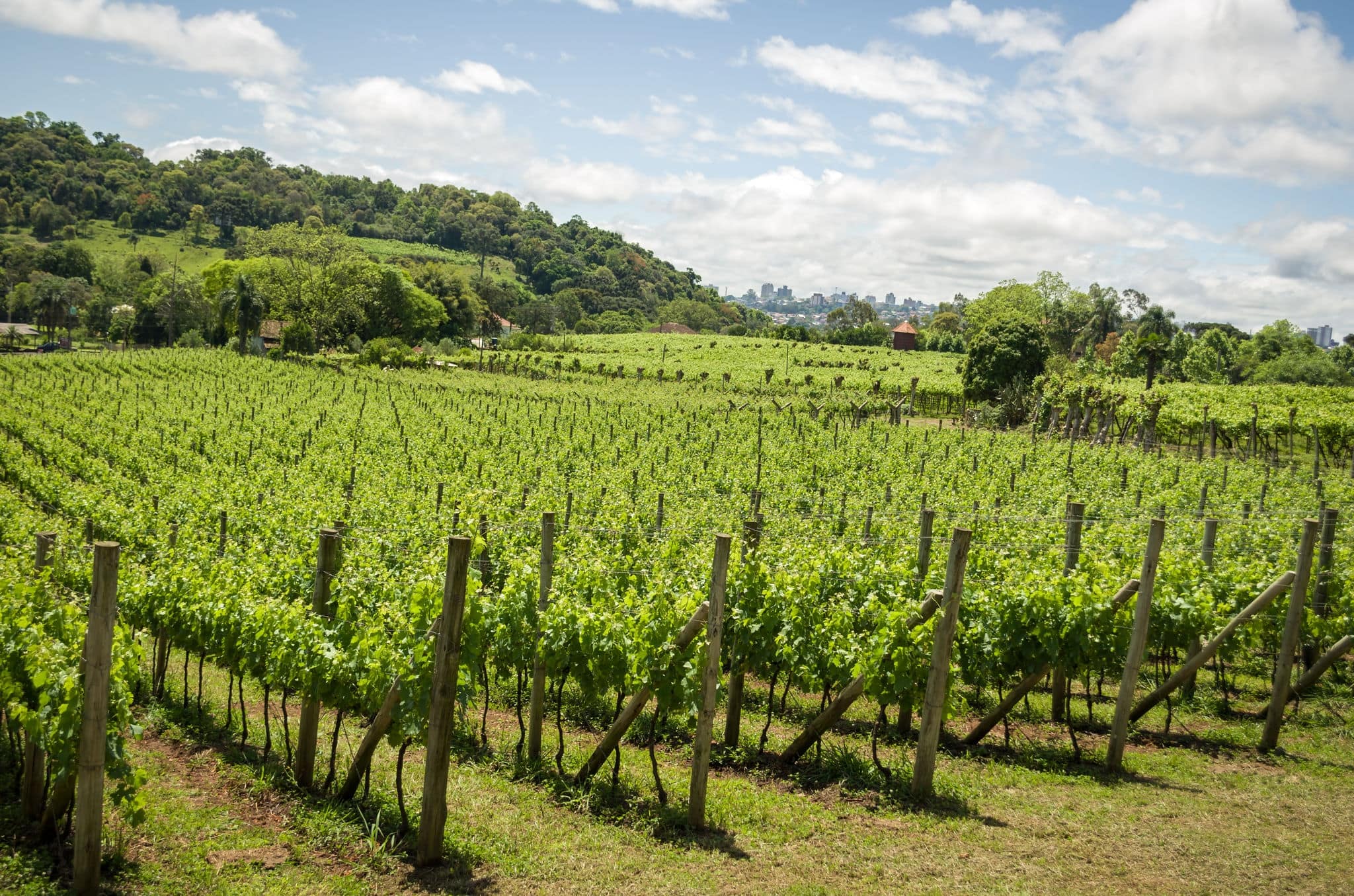 Vineyard of grapes in the Vale dos Vinhedos in Bento Gonçalves, a gaucho wine.