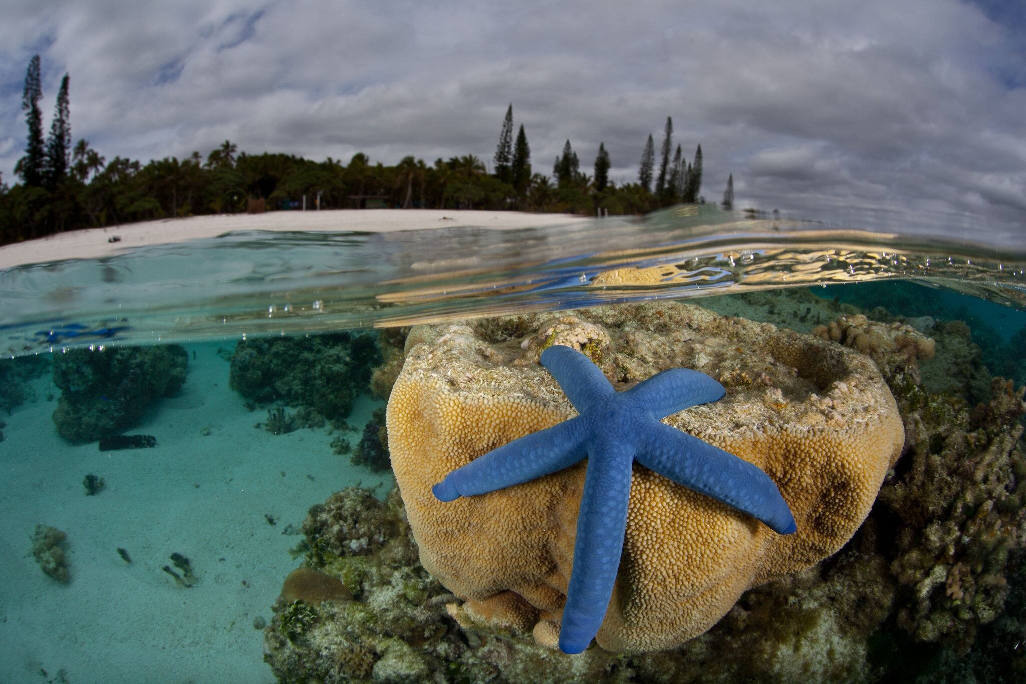 A blue seastar and corals grow just under the surface of the water near Isle de Mare near New Caledonia.  This beautiful island supports a variety of South Pacific invertebrates and fishes.
