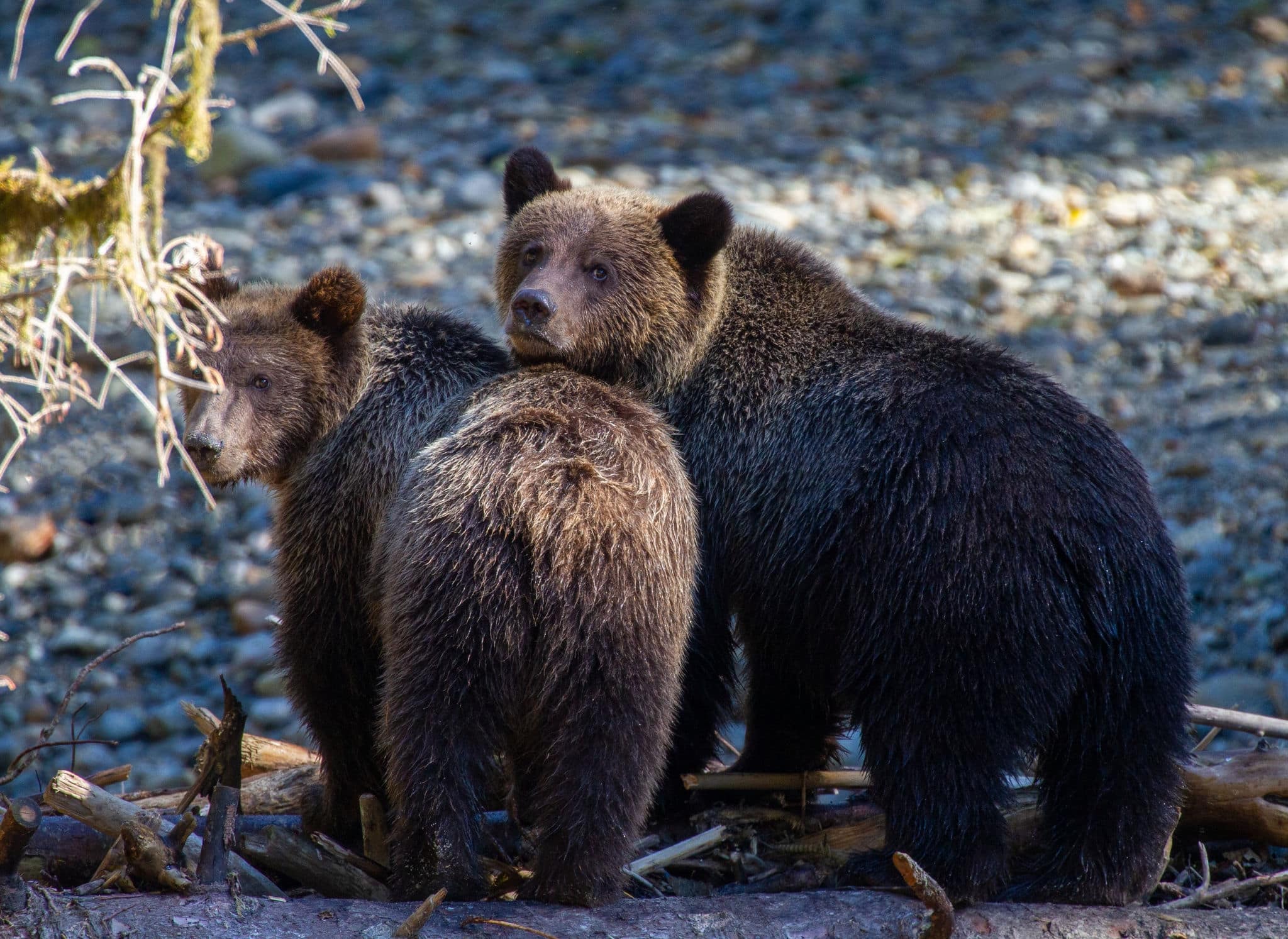 Grizzly Bear(s) at Orford River, Campbell River, British Columbia Canada