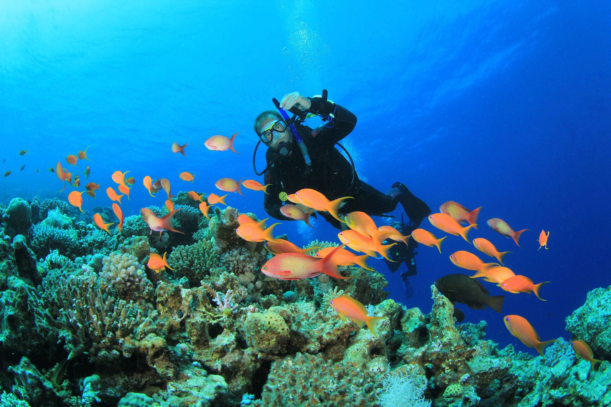 Scuba Diver swims over Coral Reef with Tropical Fish
