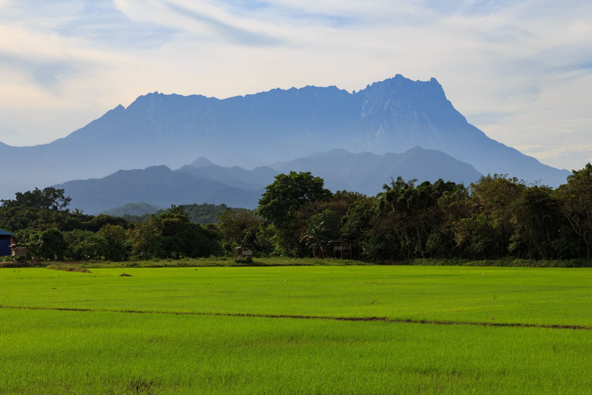 Nature Young paddy field landscape view with Mount Kinabalu at far background during morning., Kota belud Sabah Malaysia. (Image contain soft focus and blur.)