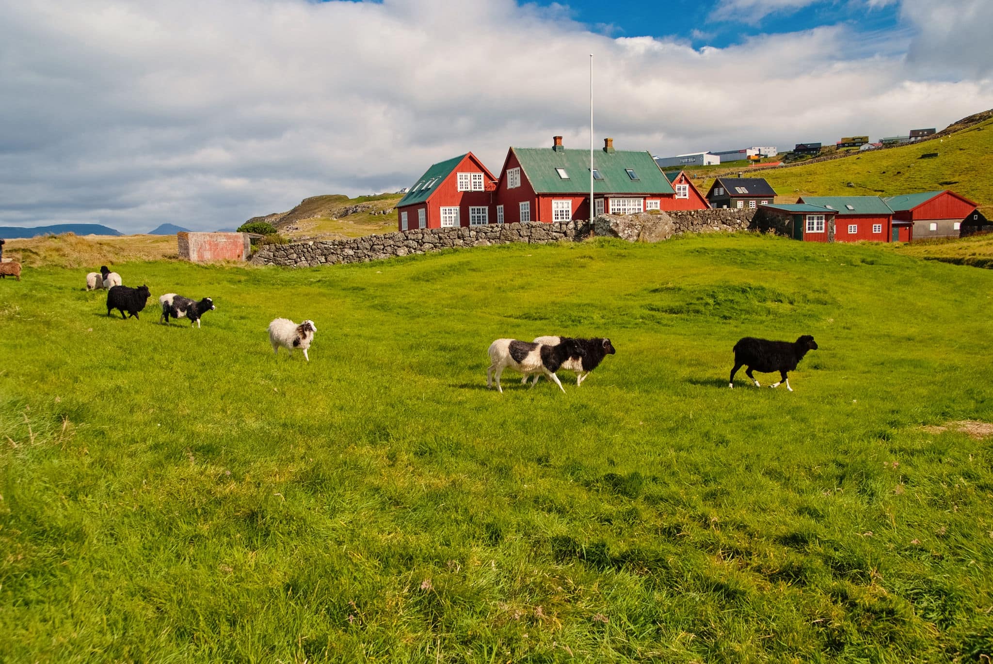 Flock of sheep on pasture in Torshavn, Denmark. Domestic sheep on green grass in village. Beautiful landscape view. Animal life on farm. Livestock. Summer vacation on farm.