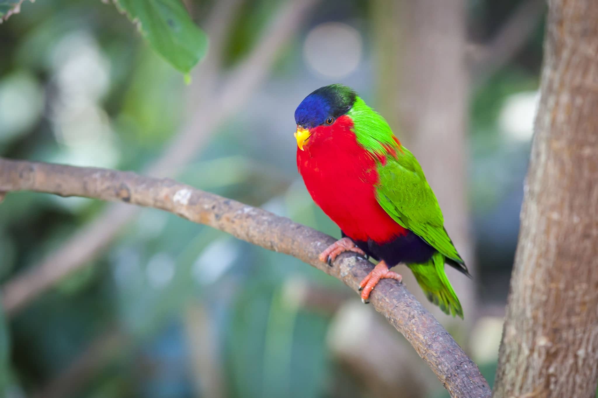 Collared Lory of the Fiji Islands on a Branch.
