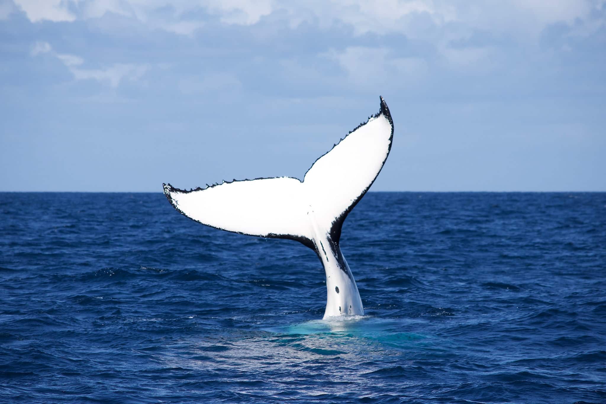 Humpback whales migration in Australia