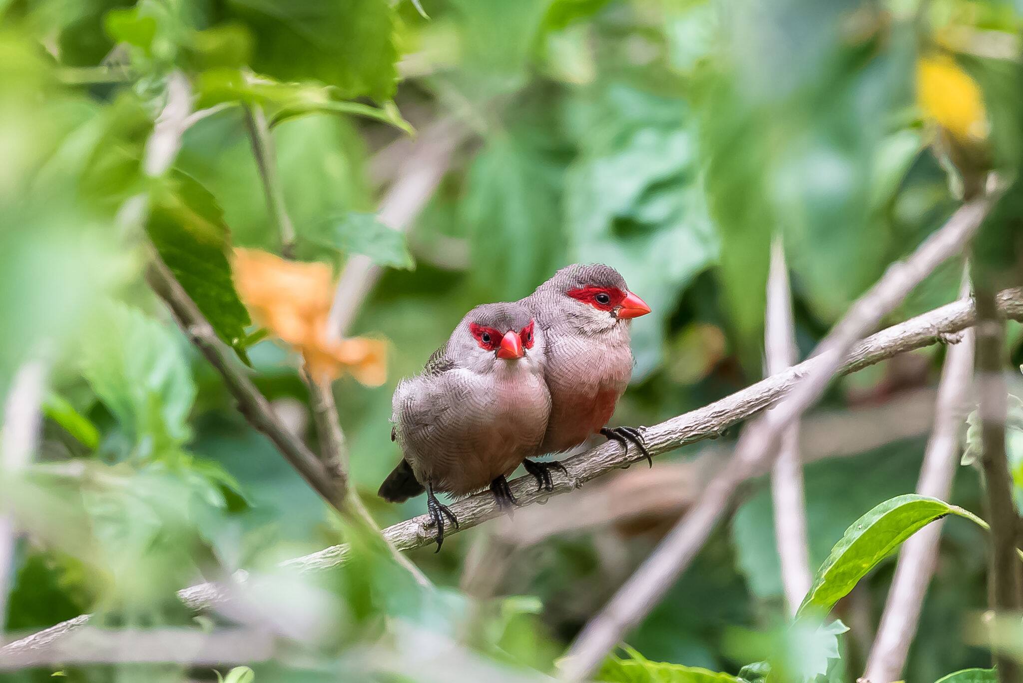 Common Waxbill, Estrilda astrid, two tropical birds in Sao Tome and Principe, african birds with a red beak