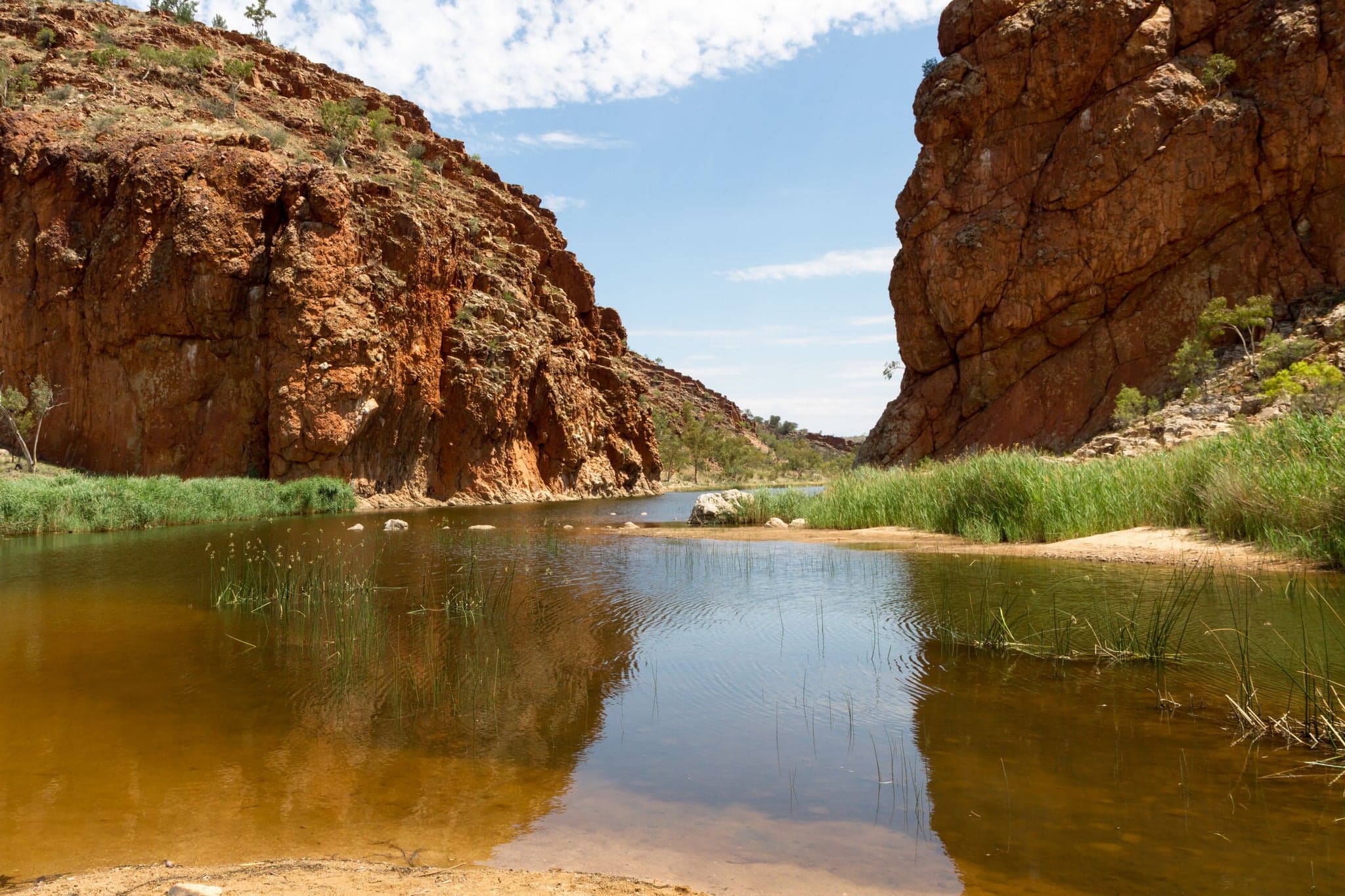 The oasis at Alice Springs , Australia