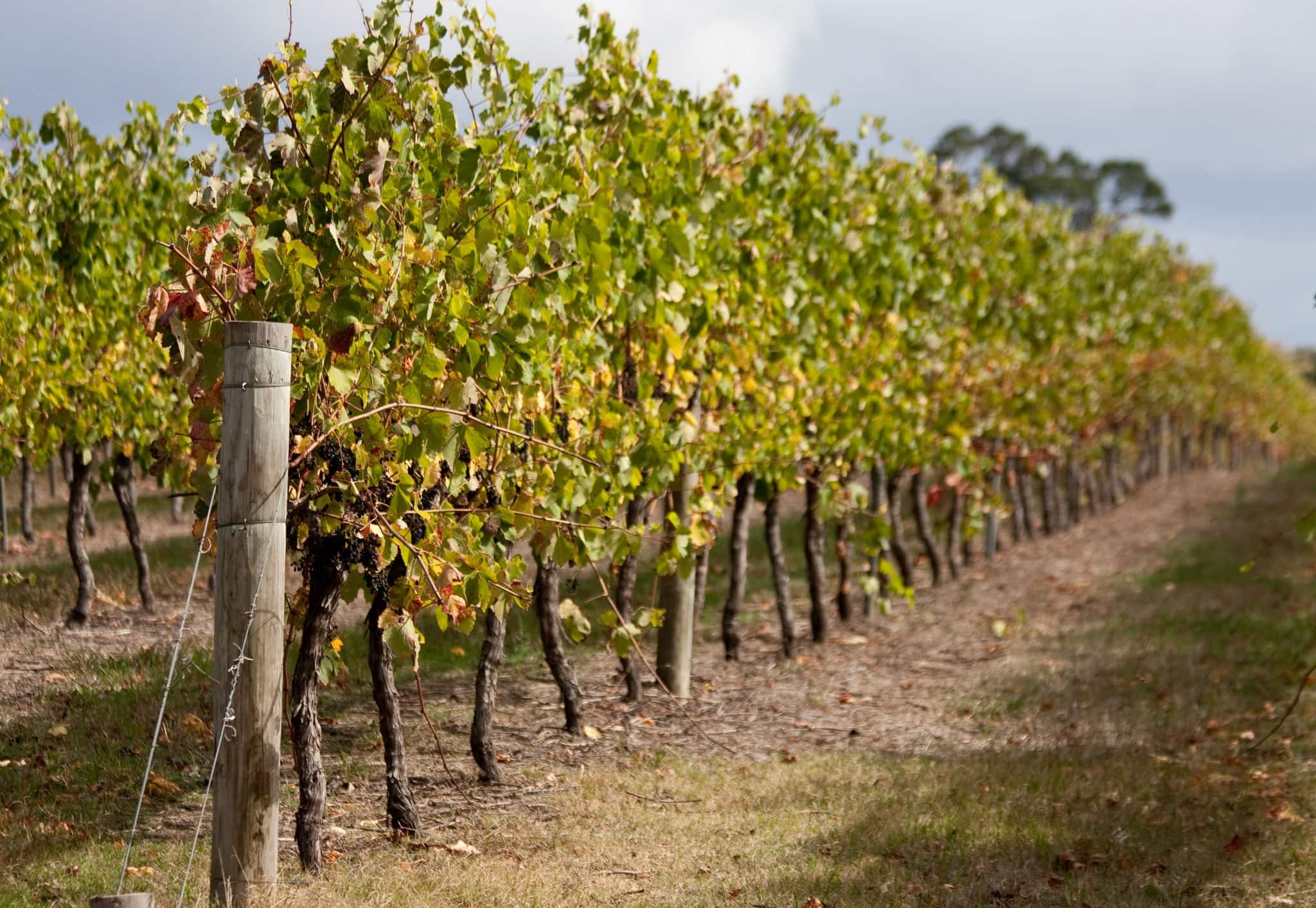 Wineries in the Mount Barker region, The Great Southern - Albany, Western Australia.