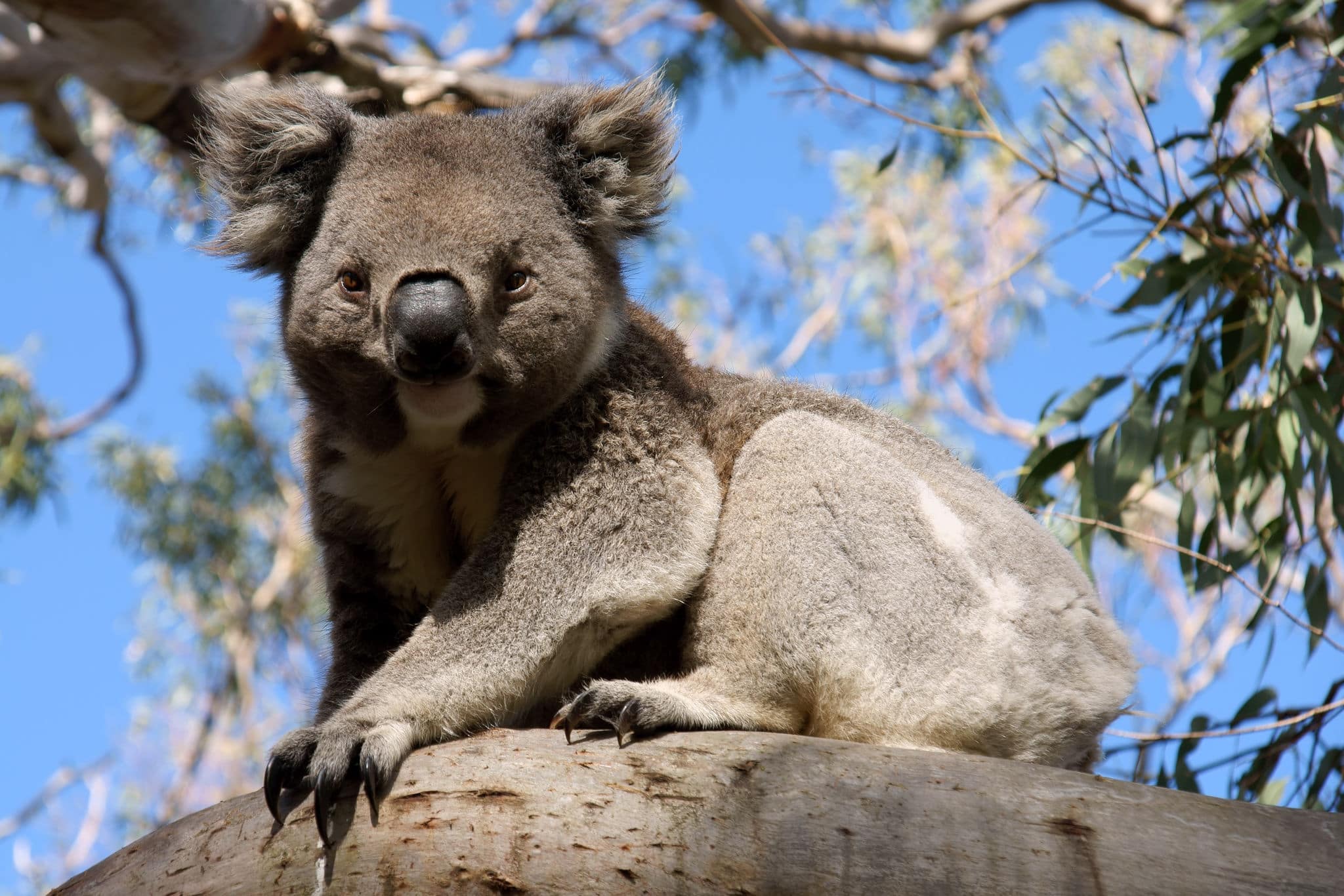 Close up of koala while is standing on a branch