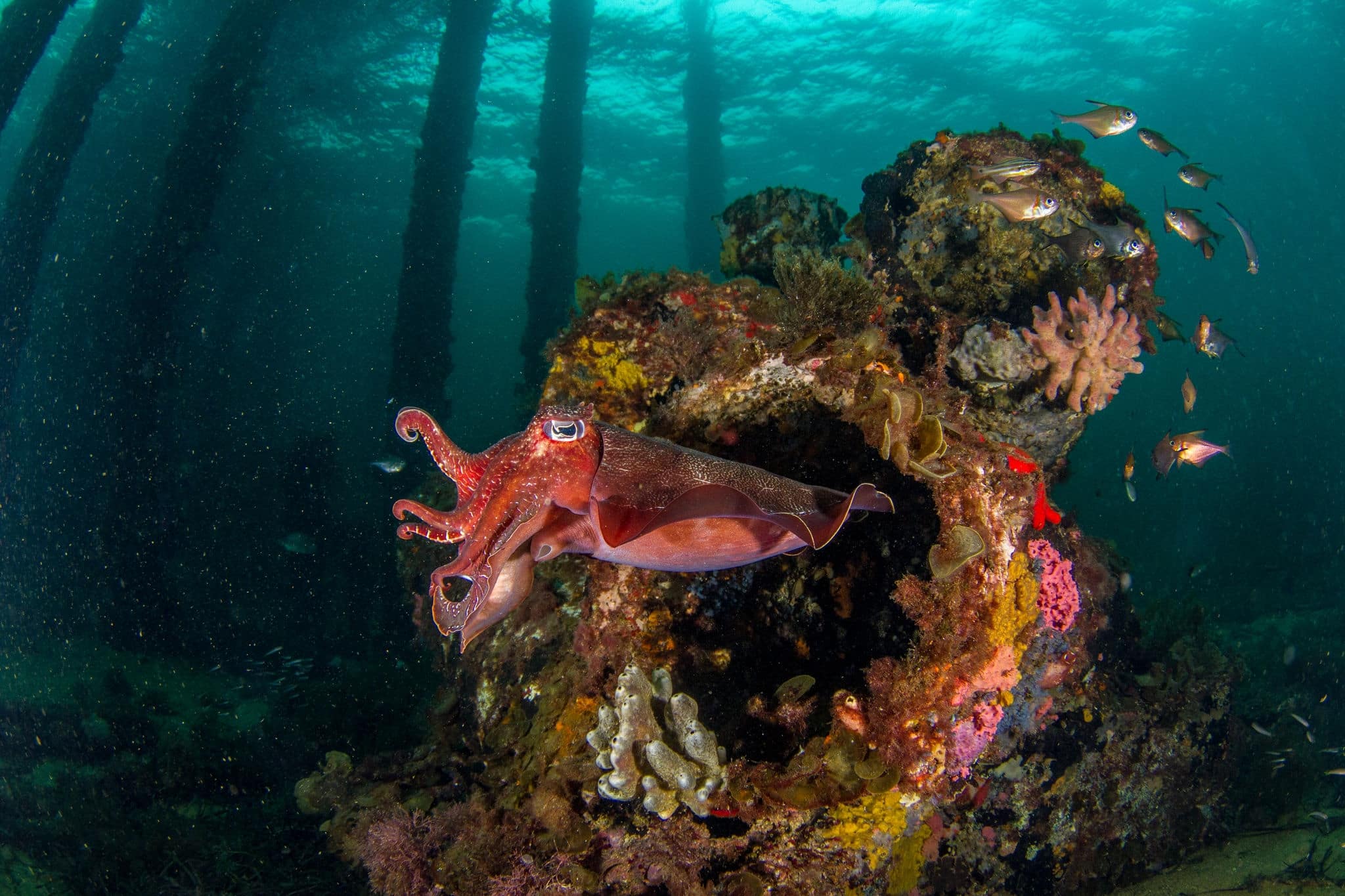 Busselton Jetty in southwestern Australia reaches a mile out from the shore. At the very end it is only about 30 feet deep and is a designated sanctuary zone. This is a great area to go scuba diving. 