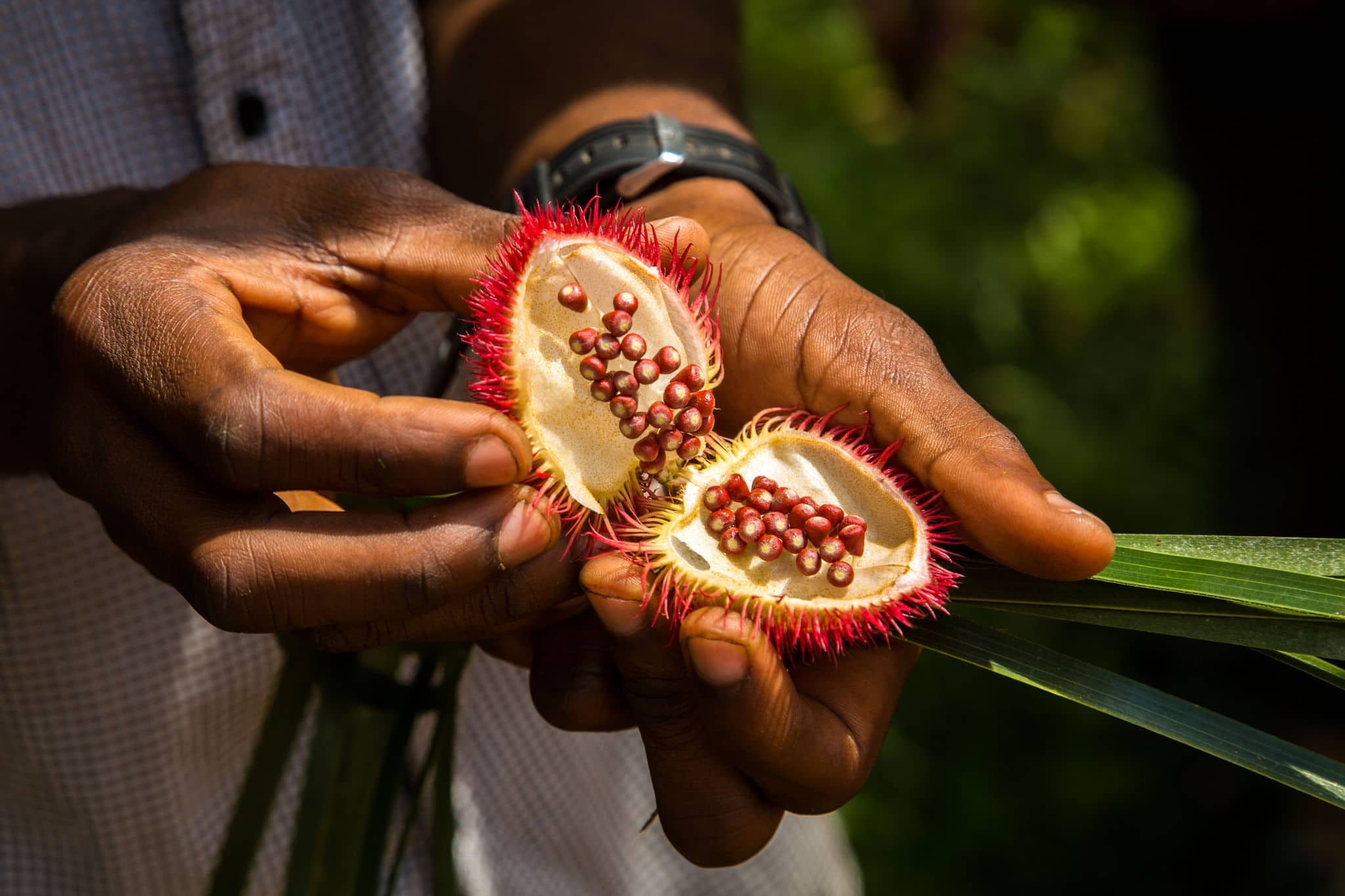 Open achiote seed pod from the urucum tree used as natural lipstick on the spice tour in Zanzibar, Tanzania