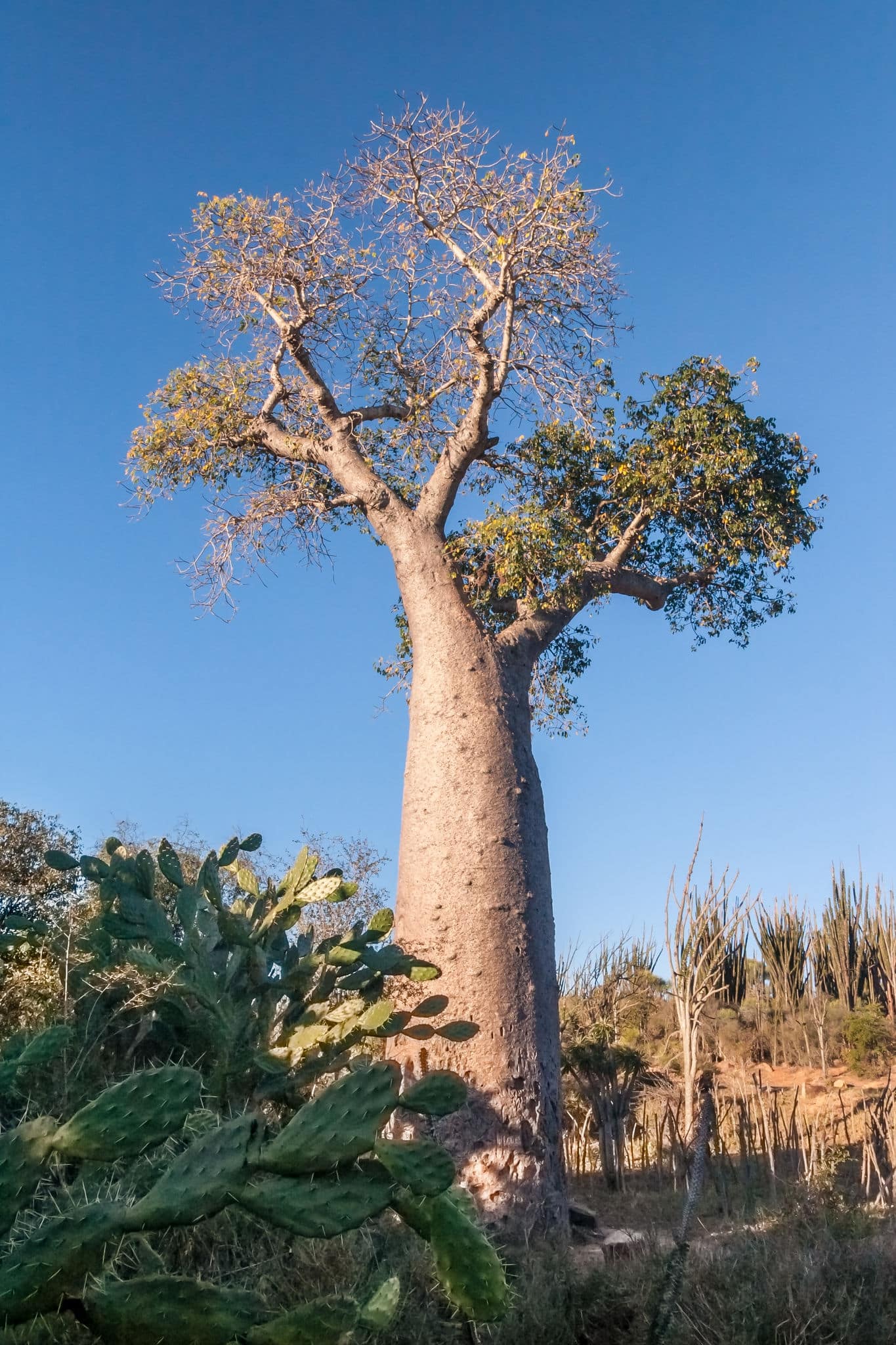 Baobab tree near Fort Dauphin (Tolagnaro), southern Madagascar