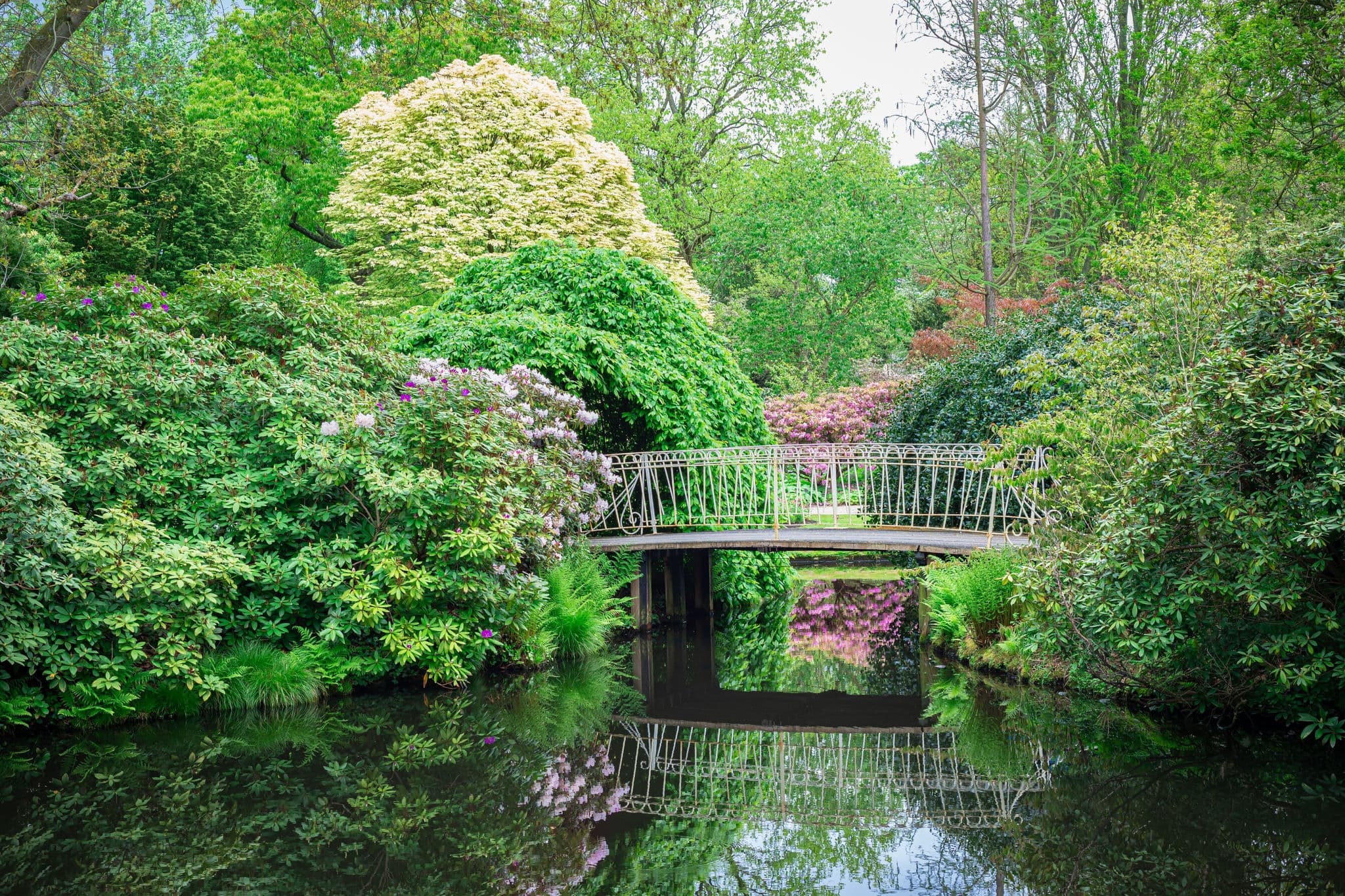 Idyllic spring image of a bridge and blooming Rhododendron along the waterside in botanical garden "Arboretum Trompenburg" in Rotterdam, The Netherlands.