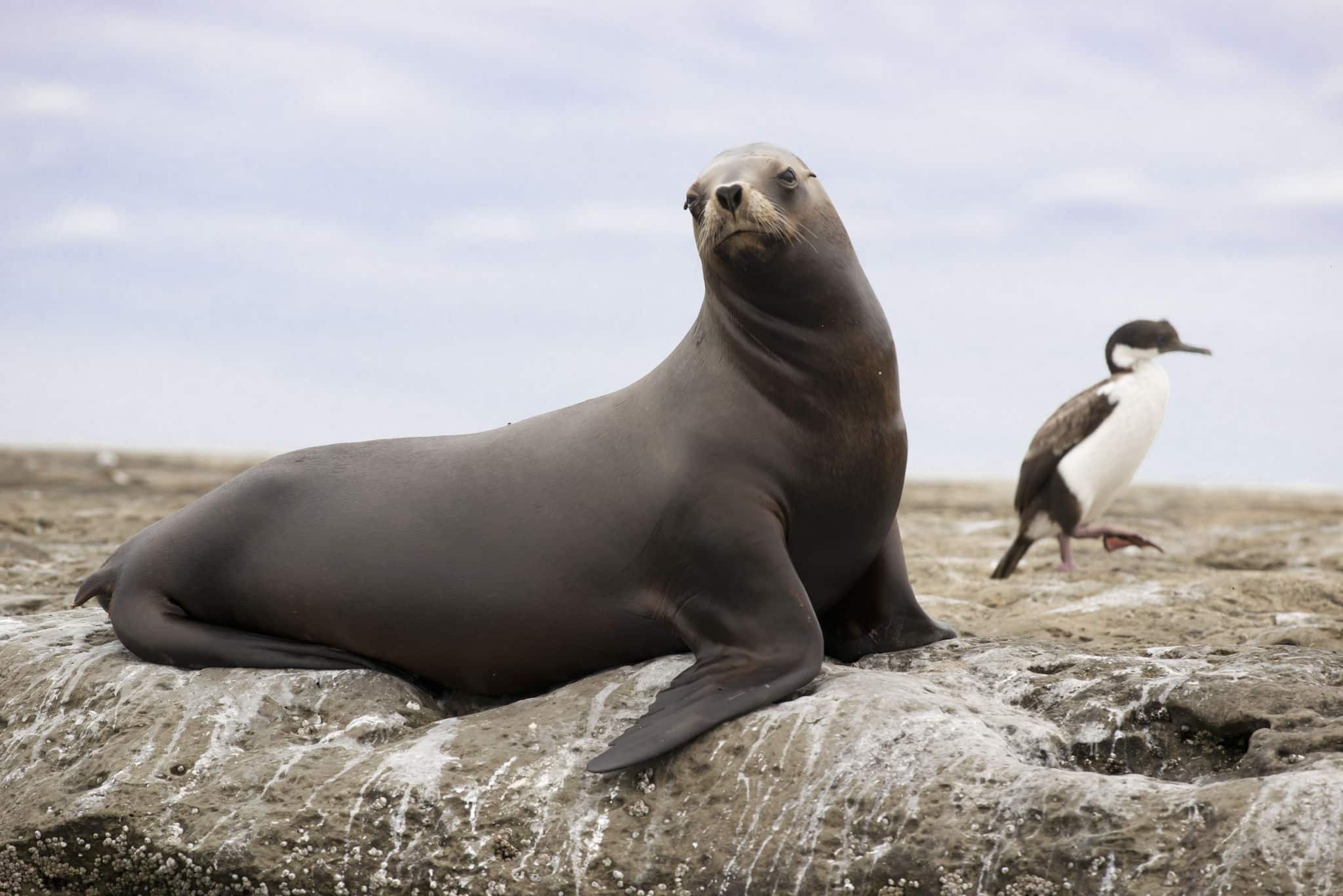 Female of south american sea lion in peninsula Valdez, Patagonia, Argentina