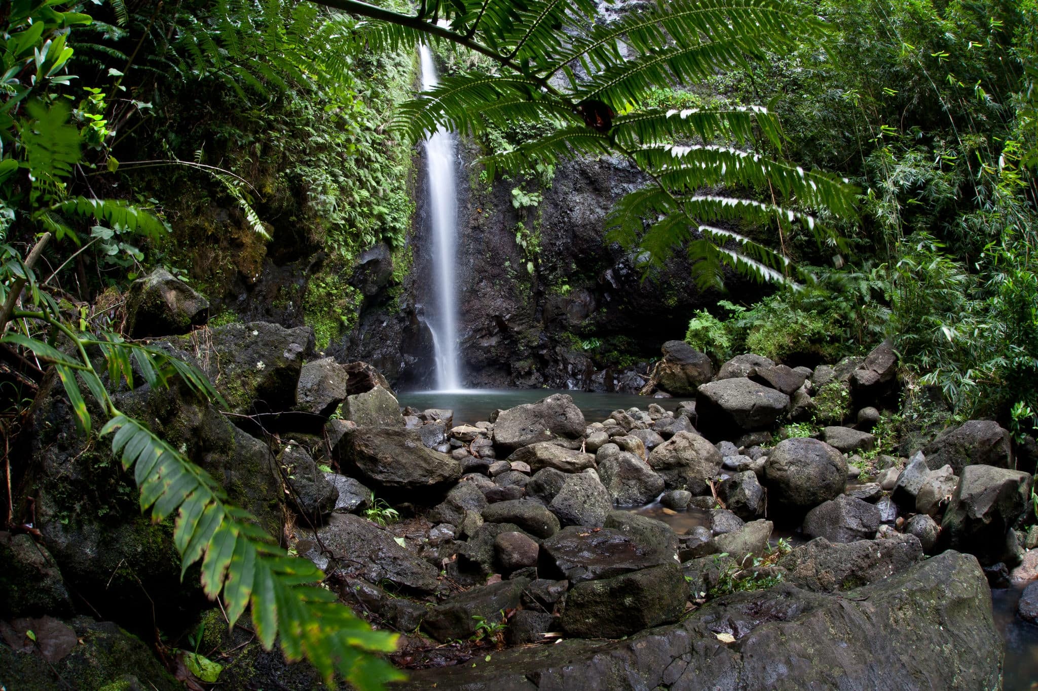 Fresh rainwater flows through a pristine rainforest on the island of Raiatea in French Polynesia.  This island has both beautiful reefs and forests to explore.