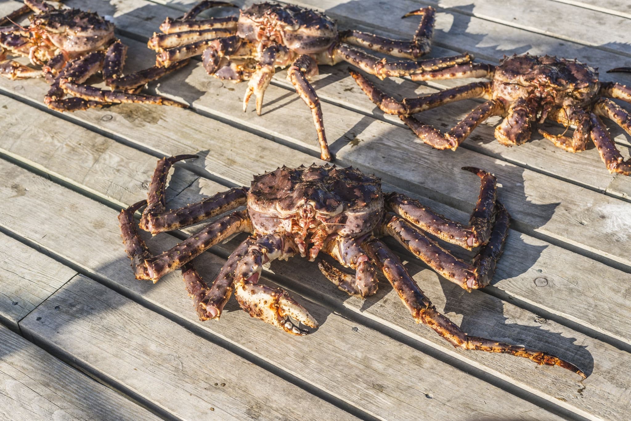 King crab, also called stone crab, part of the superfamily of crab-like decapod crustaceans caught in Norwegian waters.