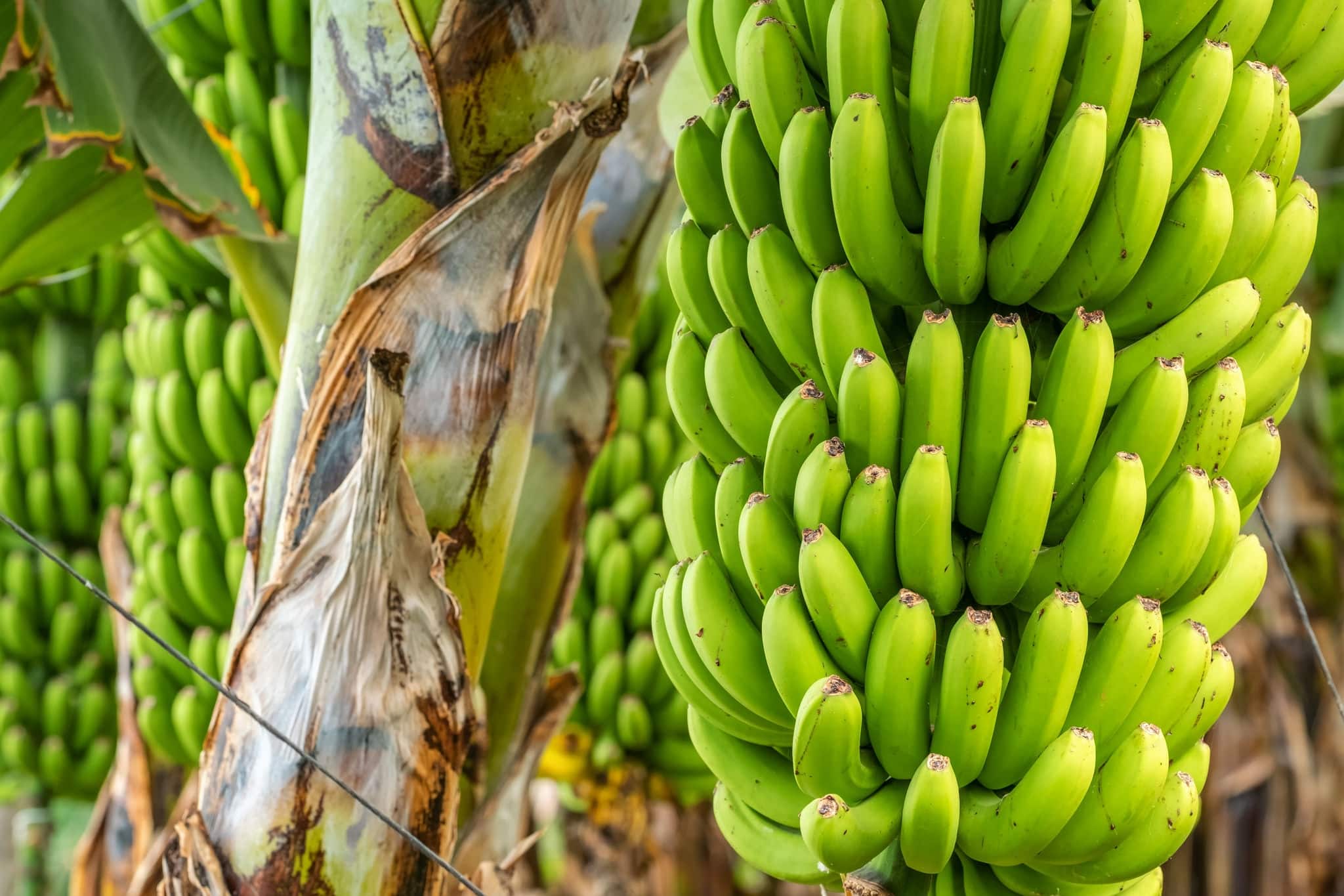 Green bananas growing on trees. Green tropical banana fruits close-up on banana plantation. Tenerife banana plantations in Tenerife, Canary islands, Spain. Agriculture and banana production concept