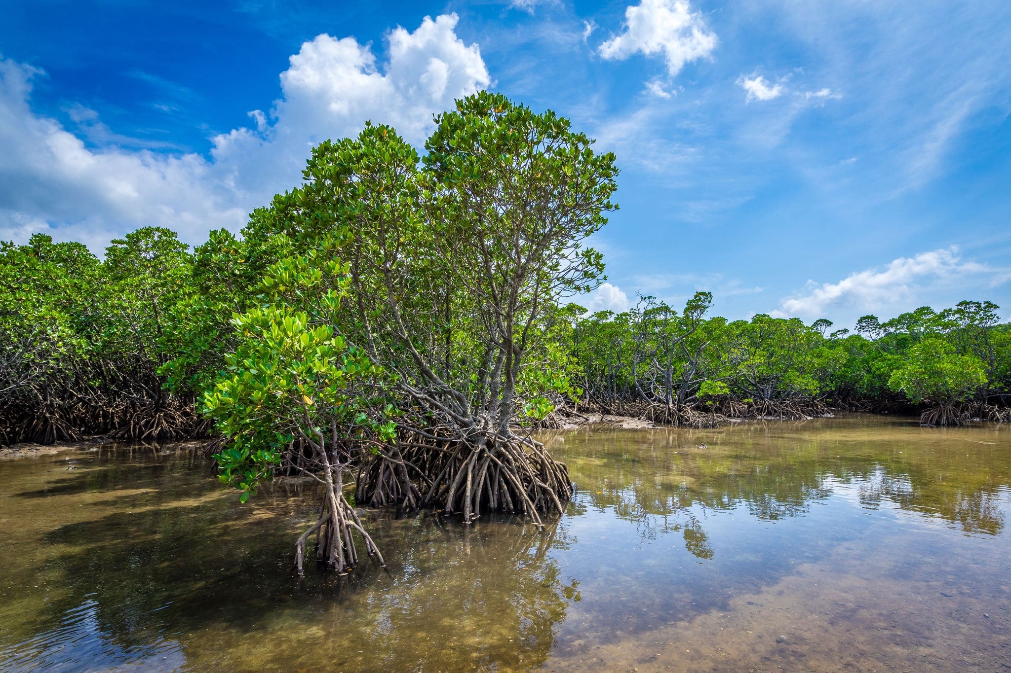Mangrove forest at the island of Ishigaki, Okinawa Japan